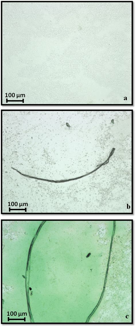 Image result for Scale Bar Microscope