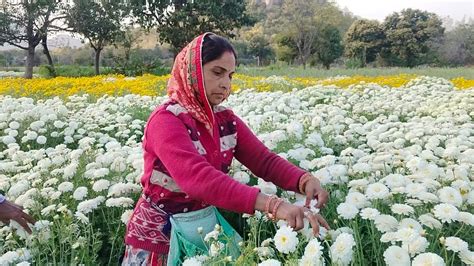 राजस्थान में परंपरागत खेती छोड़ किसान क्यों कर रहे फूलों की खेती, कम ...