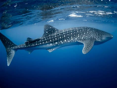 [100+] Whale Shark Wallpapers | Wallpapers.com