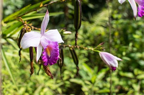 Most Beautiful And Rare Orchids at Kathleen Campion blog