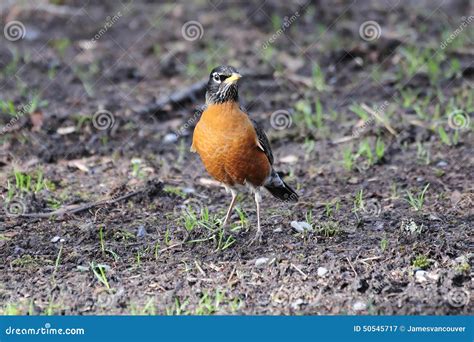 Orange-bellied Bird on the Ground Stock Image - Image of alert, belly ...