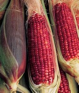 VibeX Ruby Queen Corn Organic Seed Price in India - Buy VibeX Ruby ...