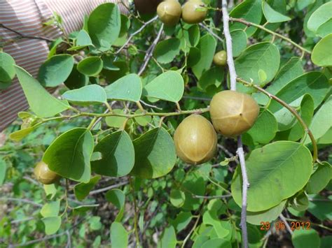 National Innovation Foundation-India