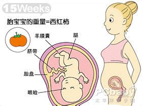 【孕十五周胎儿图】【图】准妈妈怀孕十五周胎儿图 孕期保健要注意什么呢(3)_伊秀亲子|yxlady.com