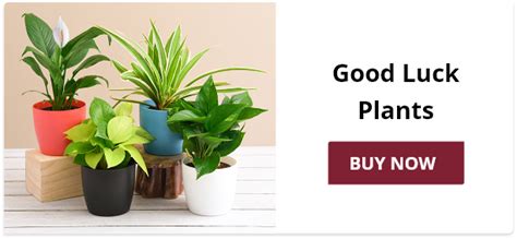 Plants Online | Same Day Plants Delivery | Buy/Send Plants Gifts in India