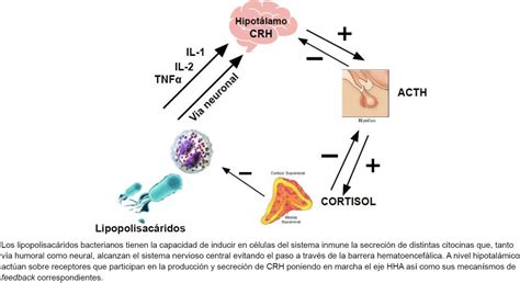 Hidrocortisona: mecanismo de acción, usos y precauciones » Mecanicos Valencia