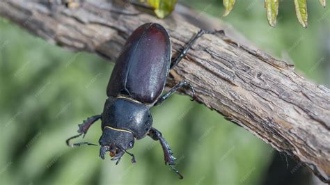 Premium Photo | Big black beetle on a branch