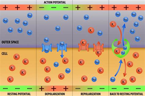Action Potential Explained 的图像结果