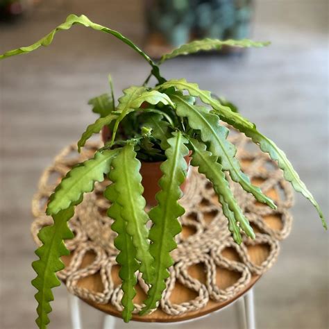 Fishbone Cacti – Fuchsia Green Shop