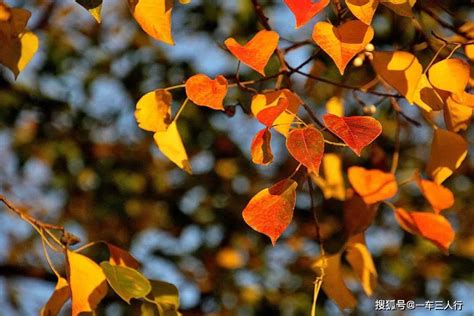 必应壁纸 20200923 玄武湖公园的秋色 - 哔哩哔哩