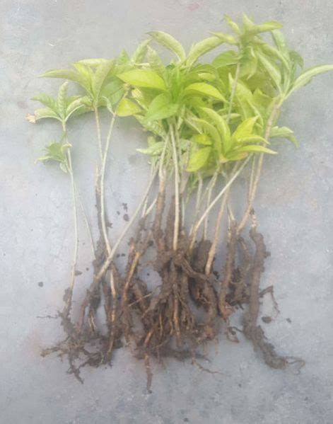 Sarpgandha Plants Manufacturer, Supplier from Bhopal