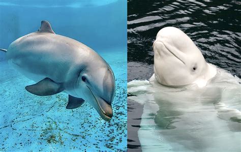 Orca Vs Dolphin