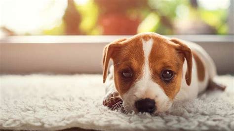 Dogs First Hour Home 的图像结果