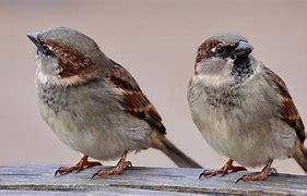 sparrows 的图像结果