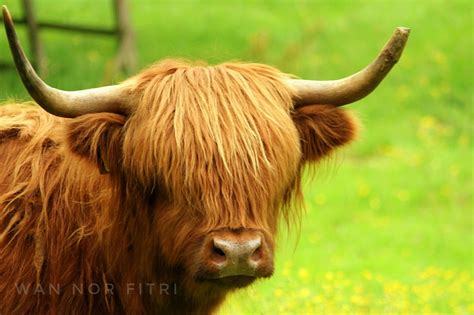 The pride of Scotland. The Highland Cow has the characteristic long ...