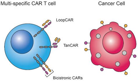 Alternative CAR Therapies: Recent Approaches in Engineering Chimeric ...