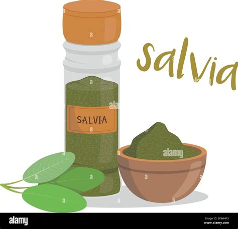 Vector sage illustration isolated in cartoon style. Spanish name. Herbs ...