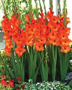 Udanta Orange Gladiolus|Sword lily|Gladioli Flower Bulbs For All Season ...