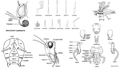 Anatomy Of An Insect Mouthparts – ENT 425 – General Entomology