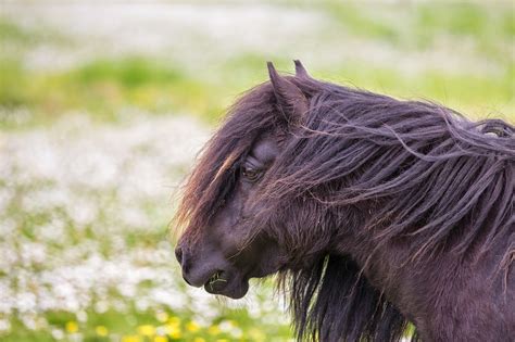 Shetland Ponies Scotland's Work Horses - Britain All Over Travel Guide