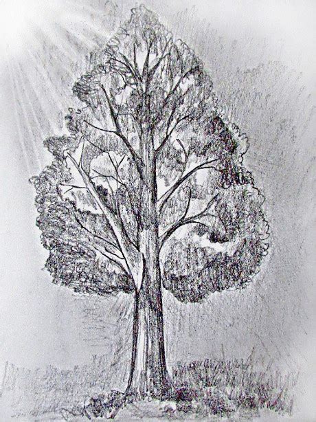 Draw a Tree 的图像结果