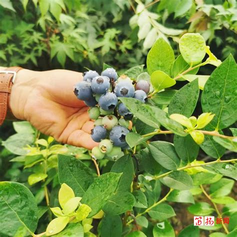 阳台上边种蓝莓，一年四季都有吃不完的蓝莓 - 森林食品