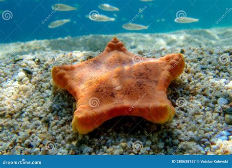Placenta Biscuit Starfish - (Sphaerodiscus Placenta) Stock Image - Image of aquarium, crustacean ...