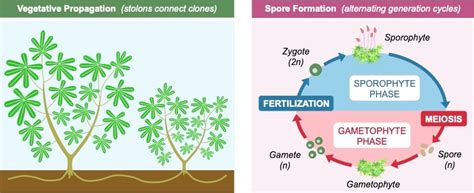 Image result for Vegetative Reproduction Class 5 Activity