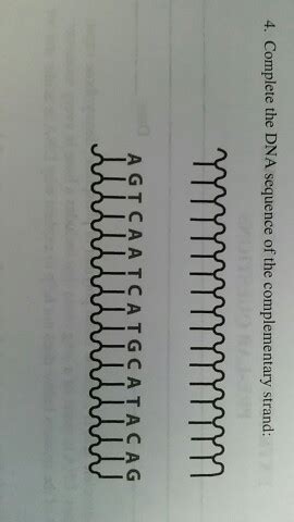 Image result for Complementary Strand Sequence
