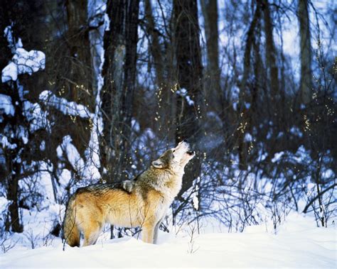 Image result for Howling Wolves Sleep