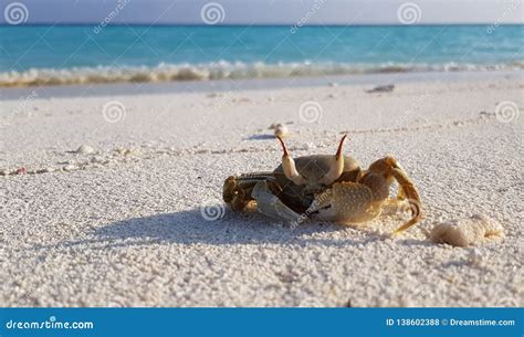 The Little Crab is Walking on the Beach Stock Photo - Image of morning, coast: 138602388
