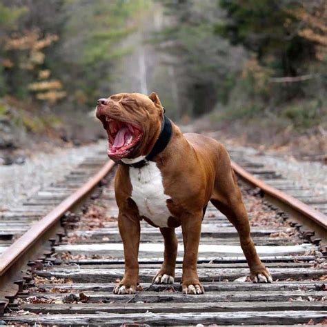 Hulk the Dog - Age, Bio, Birthday, Family, Net Worth | National Today