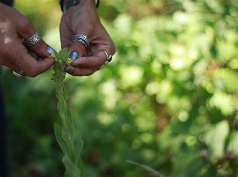 Plant Identification Make & Take, Acuworks LLC, Forest Lake, 18 May ...