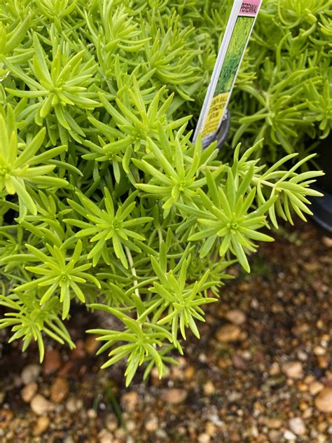 Sedum ‘Lemon Ball’