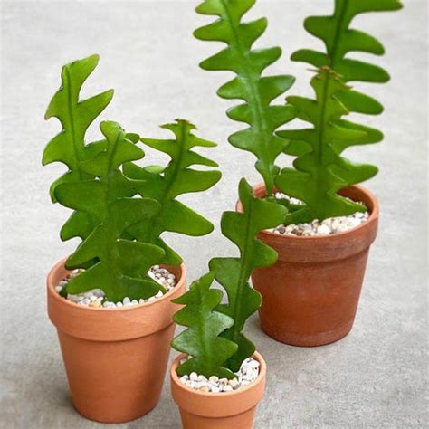 Elevate Your Garden With Brahma Kamal Plant