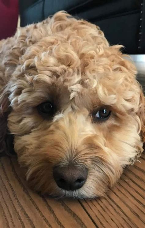 Image result for Cute Cockapoo Puppies