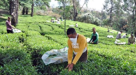 Nilgiris tea sector to ramp up production, quality after tea ...