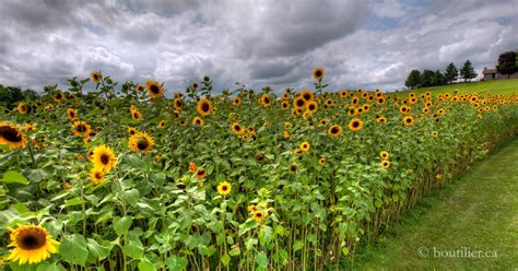 Image result for Brian Harris Simplot