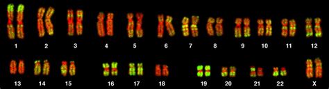 Chromosomes - Understanding Gene Regulation and Gene expression