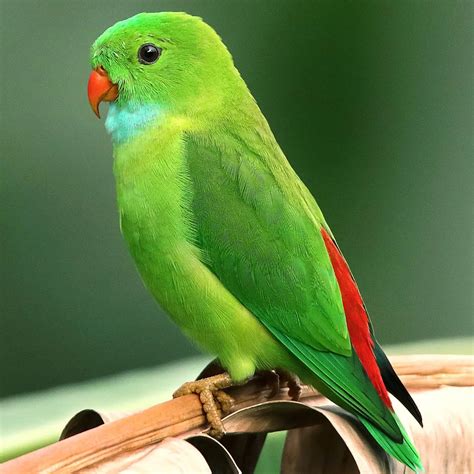 100+ Birds Name List (A-Z) with Pictures