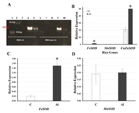 Image result for Reverse Transcriptase PCR