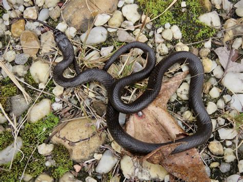 Maryland Biodiversity Project - Northern Black Racer (Coluber ...