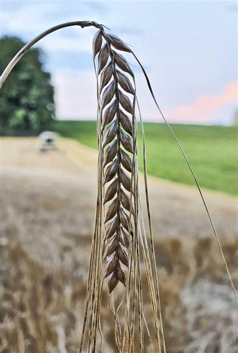 Wie Landwirte mit Braugerste 2026 erfolgreich sein können | agrarheute.com
