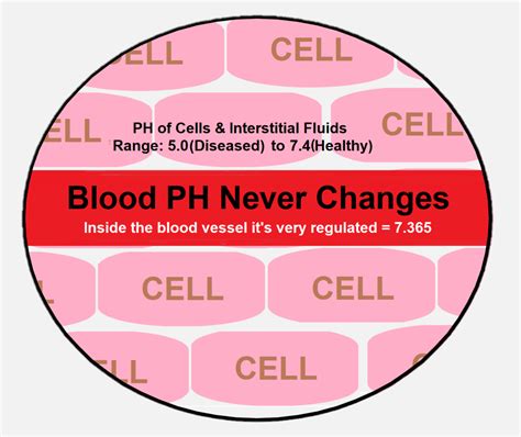How To Check Blood Ph - Tomorrowfall9