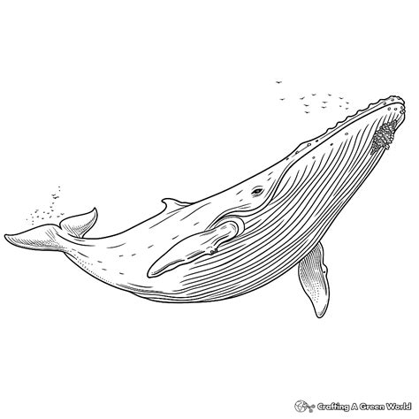Blue Whale Coloring Sheet