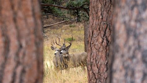 Idaho's Second Controlled Hunt drawing for big game tags now open ...