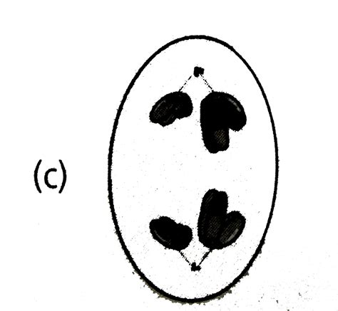 Refer to the given figure of cell division. Which of the following ...