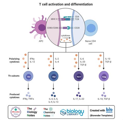 T Cell (T Lymphocyte)- Definition, Types, Development, Applications