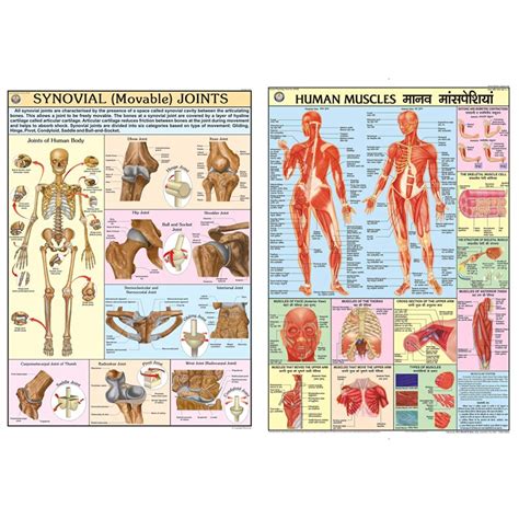 Buy HP28s | TeachingNest | Synovial Joints (Movable) Chart 70x100 cm ...