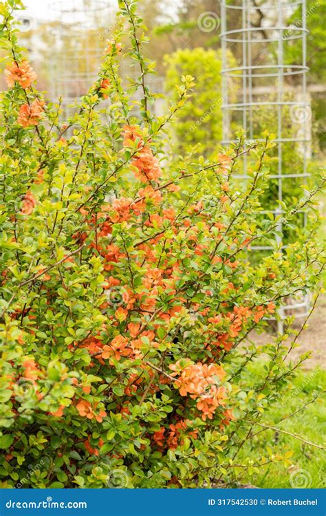 Flowering Quince or Chaenomeles Speciosa Plant in Saint Gallen in ...